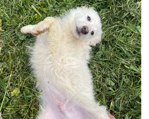 Adozione cane, maschio, Pastore maremmano, 3 anni e 2 mesi, taglia media, Verona