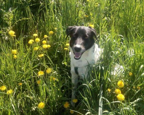 Adotta un cane, maschio, 5 anni  e 9 mesi , Trento