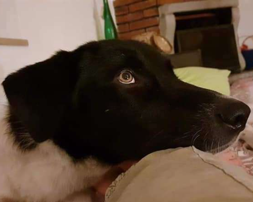 Adotta un cane, taglia grande, maschio, Trento