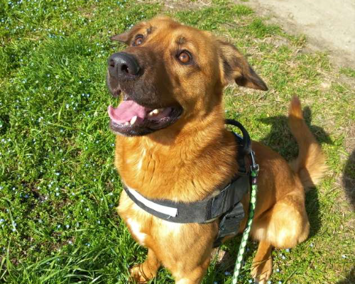 Adotta un cane, maschio, 4 anni  e 3 mesi , Torino