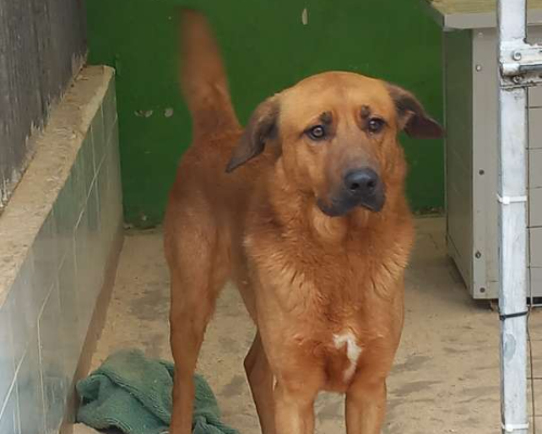 Adotta un cane, taglia media, maschio, Torino
