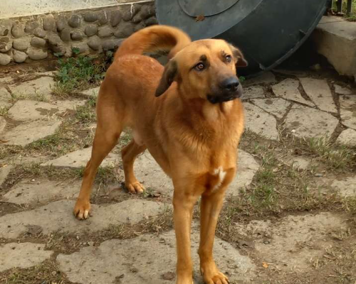 Vuoi adottare un cane a Torino?