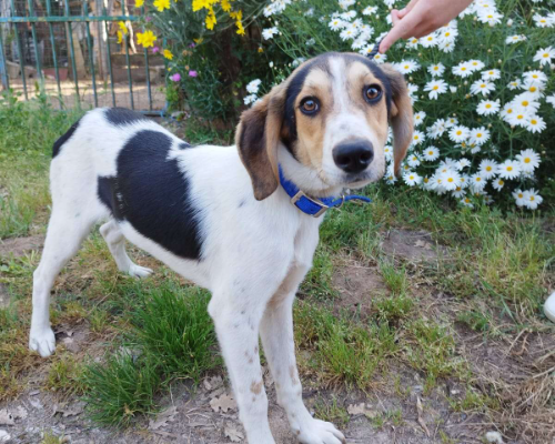Adotta un cane, maschio, 2 anni  e 8 mesi , Vibo