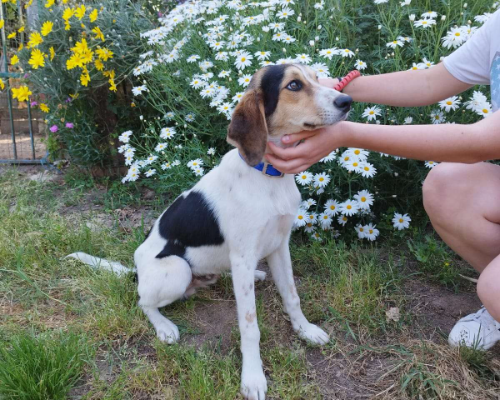 Adotta un cane, taglia media, maschio, Vibo