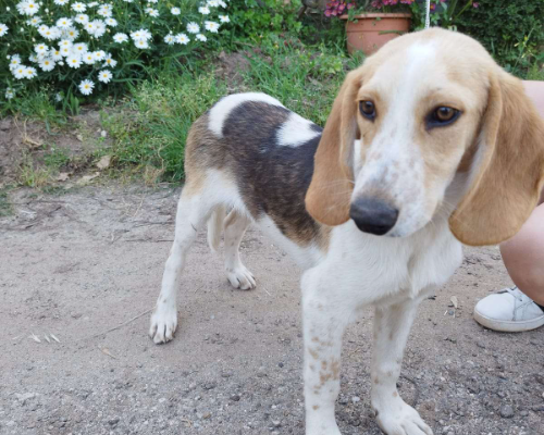 Vuoi adottare un cane a Vibo?