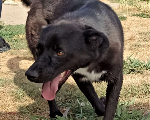 Vuoi adottare un cane a Latina?