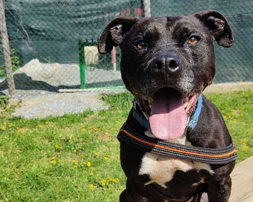 Adotta un cane, taglia media, maschio, Genova