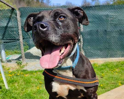 Adozione cane, maschio, Pitbull, 12 anni e 2 mesi, taglia media, Genova