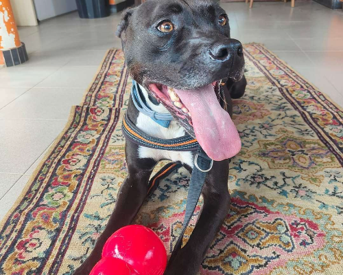 Adotta un cane, maschio, 12 anni e 2 mesi, Genova