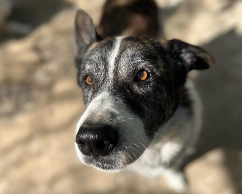 Adotta un cane, maschio, 7 anni  e 4 mesi , Roma
