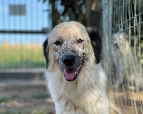 Adotta un cane, maschio, 4 anni  e 1 mese, Como