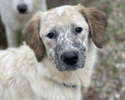 Adotta il cane Lillo a Como