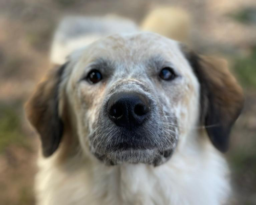 Foto dell'animale