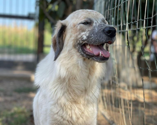 Adotta un cane, taglia media, maschio, Como