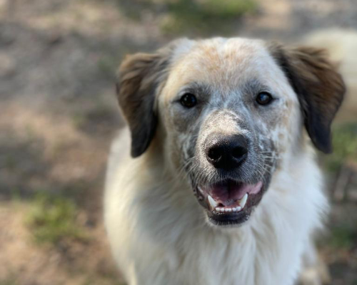 Vuoi adottare un cane a Como?