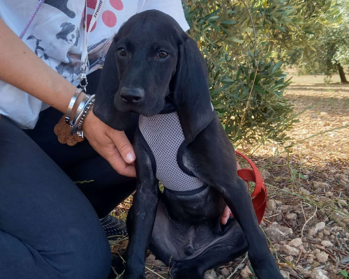 Adozione cane, maschio, meticcio, 3 anni, taglia media, Taranto