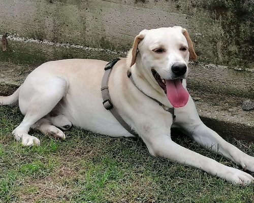 Vuoi adottare un cane a Napoli?