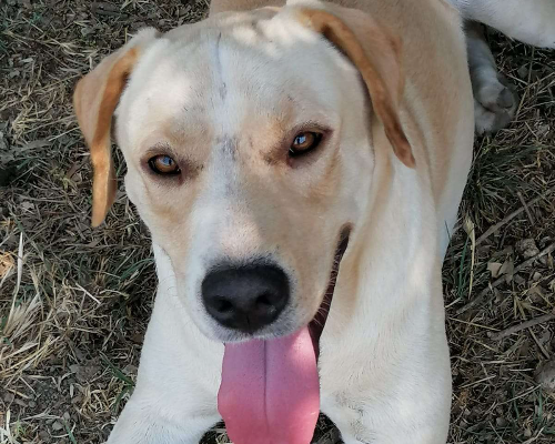 Adotta un cane, taglia grande, maschio, Napoli