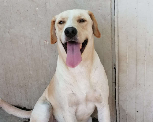 Adotta il cane Athos a Napoli