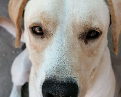 Adotta un cane, maschio, 5 anni  e 11 mesi , Napoli