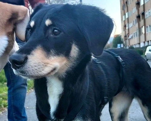 Vuoi adottare un cane a Pavia?