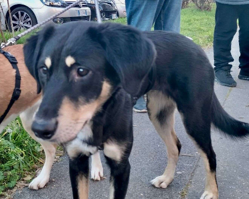 Adotta un cane, taglia media, femmina, Pavia