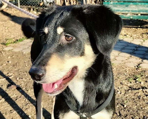 Adozione cane, femmina, meticcio, 3 anni e 5 mesi, taglia media, Pavia