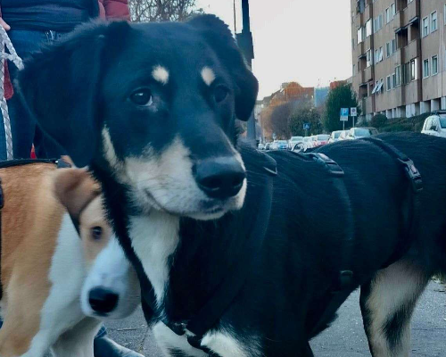 Adotta il cane ZACKA a Pavia