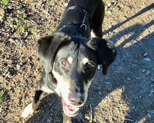 Adotta un cane, femmina, 3 anni e 5 mesi, Pavia