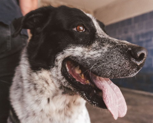 Adotta un cane, maschio, 8 anni  e 7 mesi , Bari