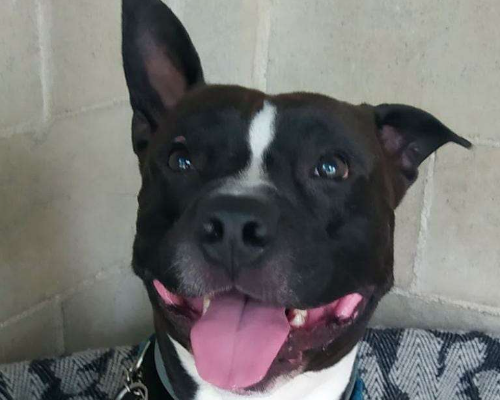 Adotta un cane, maschio, 9 anni, Genova