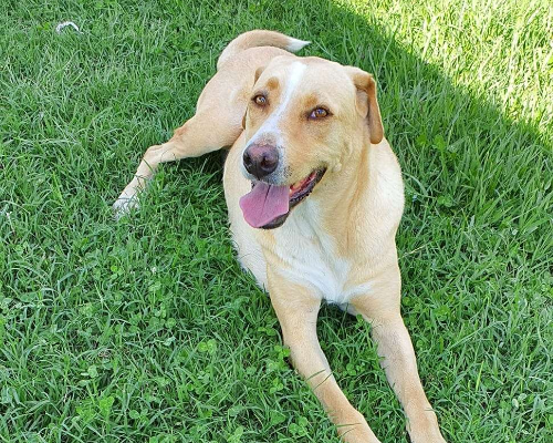 Adotta un cane, taglia media, femmina, Caserta