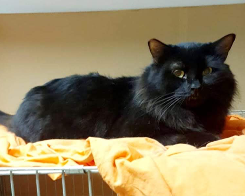 Adotta il gatto Pantera a Roma