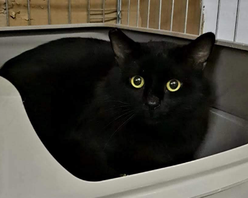 Adotta un gatto, maschio, 3 anni  e 4 mesi , Roma