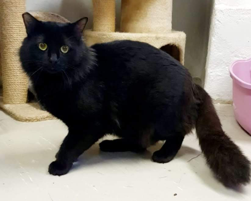 Adotta un gatto, taglia non valida, maschio, Roma