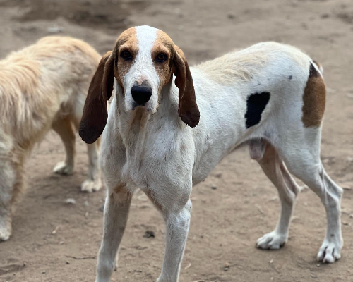 Foto dell'animale