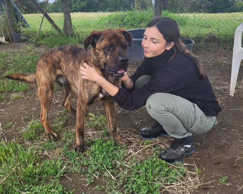 Adotta un cane, taglia grande, maschio, Roma