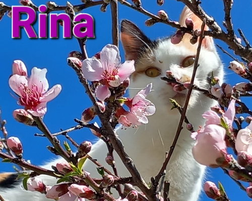 Adozione gatto, femmina, meticcio, 3 anni e 2 mesi, taglia non valida, Chieti