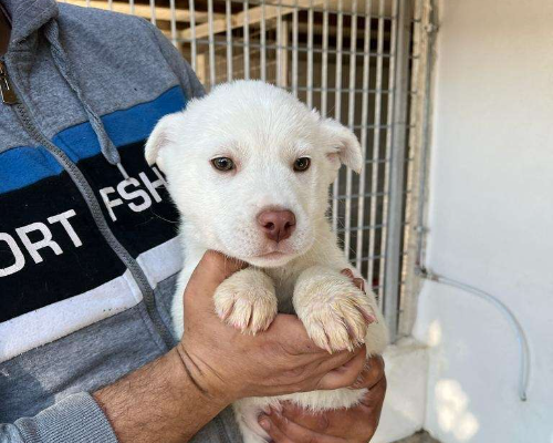 Adozione cane, maschio, meticcio, 3 anni e 2 mesi, taglia grande, Siena