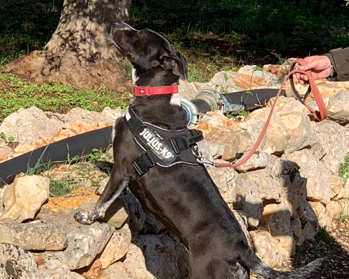 Adotta un cane, femmina, 5 anni  e 2 mesi , Bari