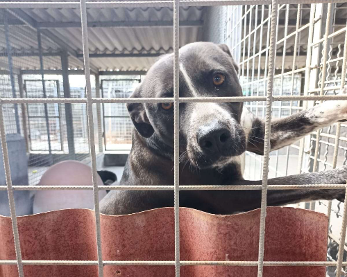 Adotta il cane BRUNA a Bari