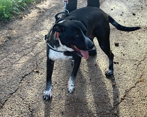 Adotta un cane, taglia grande, femmina, Bari