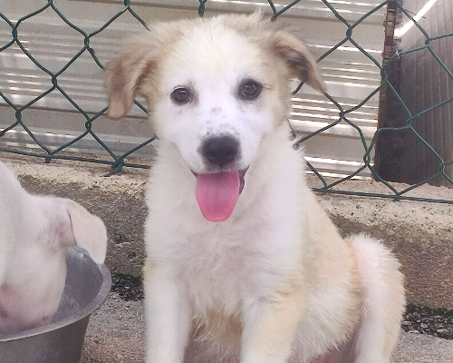 Vuoi adottare un cane a Foggia?