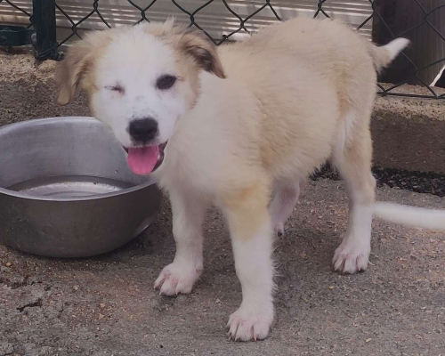 Adotta un cane, taglia media, femmina, Foggia