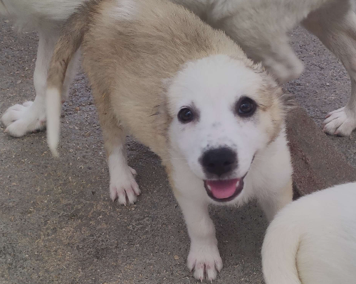 Adotta un cane, femmina, 2 anni  e 11 mesi , Foggia