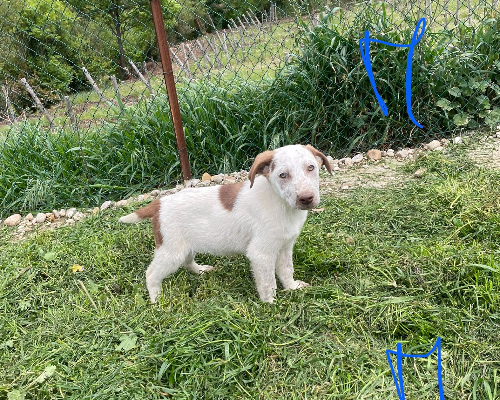 Adozione cane, maschio, meticcio, 3 anni e 1 mese, taglia media, Padova