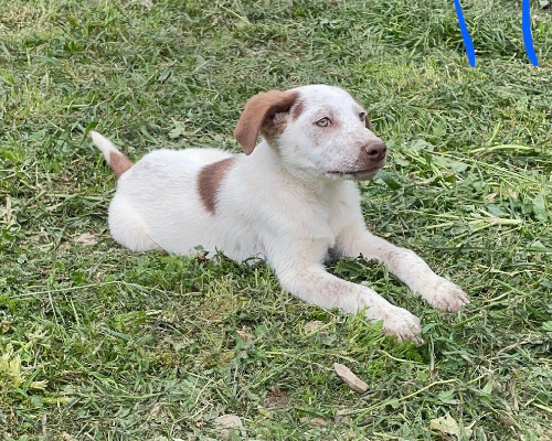 Adotta un cane, maschio, 3 anni e 1 mese, Padova