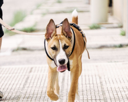 Adozione cane, femmina, meticcio, 2 anni e 7 mesi, taglia media, Bari