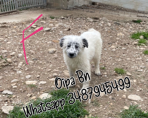 Adotta un cane, taglia media, femmina, Firenze