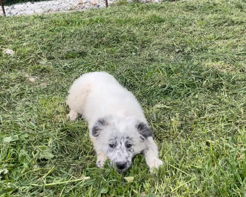 Adozione cane, femmina, Pastore maremmano, 3 anni e 1 mese, taglia media, Firenze